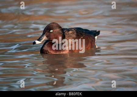 Fuligule nyroca Aythya nyroca natation Banque D'Images