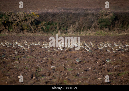 Pluvier doré Pluvialis apricaria troupeau dans le champ Banque D'Images