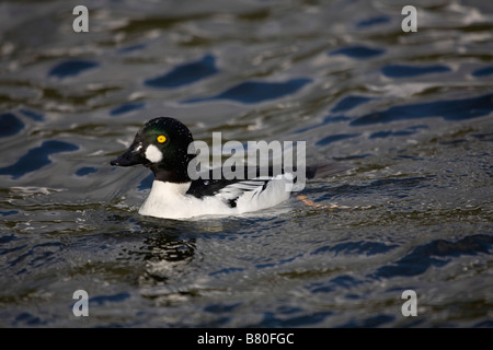 Goldeneye Bucephala clangula homme Banque D'Images