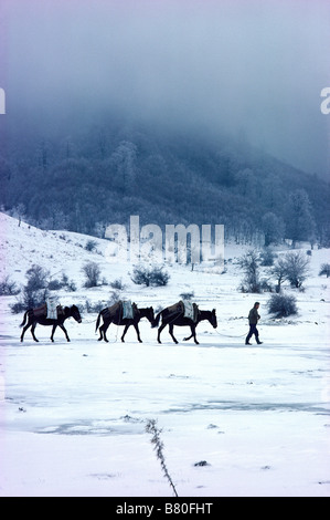 L'homme conduisant trois mules à travers un hiver gelé lac près de Metsovo, Grèce Banque D'Images