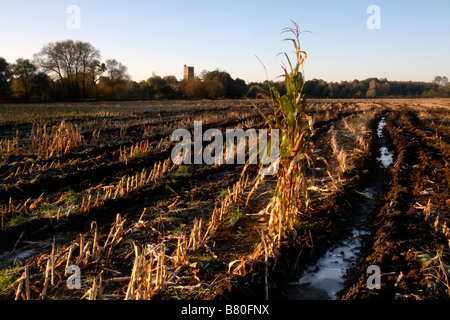 Tige de maïs récoltés en solitaire, Bedfordshire, England, UK Banque D'Images