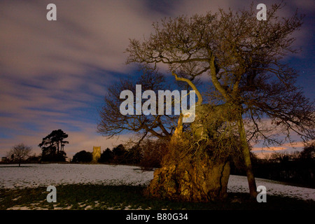 L'antique Silton Oak Quercus robur sur un soir de février harfang Silton église visible au-delà de Dorset Banque D'Images