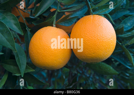 Les oranges navel mature 'Washington' variété hanging on branche , Banque D'Images