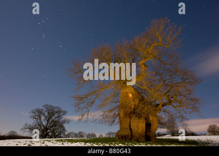 L'antique Silton Oak Quercus robur sur un soir de février harfang Dorset Banque D'Images