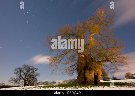 L'antique Silton Oak Quercus robur sur un soir de février harfang Dorset Banque D'Images