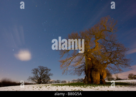 L'antique Silton Oak Quercus robur sur un soir de février harfang Dorset Banque D'Images