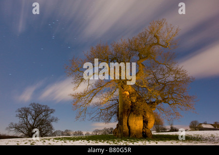 L'antique Silton Oak Quercus robur sur un soir de février harfang Dorset Banque D'Images