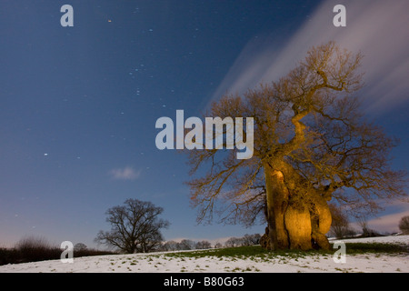 L'antique Silton Oak Quercus robur sur un soir de février harfang Dorset Banque D'Images