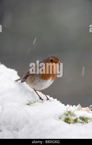 Erithacus rubecula aux abords dans la neige Banque D'Images