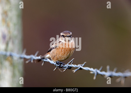 Saxicola torquata stonechat femelle sur du fil de fer barbelé Banque D'Images