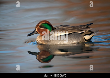 Teal Anas crecca homme natation Banque D'Images