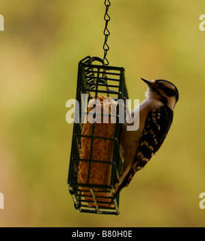 Le Pic mineur mâle se nourrissant d'une mangeoire (américain) Banque D'Images