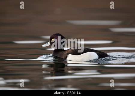 Fuligule morillon Aythya fuligula drake swimming Banque D'Images