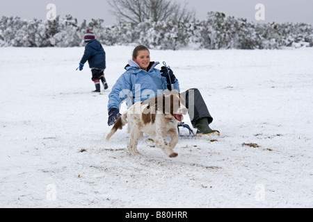 Femme de la luge avec spaniel longeant dans la neige profonde Cleeve Hill UK Cotswolds Banque D'Images