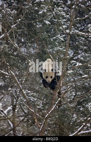 Grand panda cub sur Wolong Sichuan Chine arbre Banque D'Images