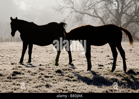 Les chevaux se découpant sur frosty matin Banque D'Images