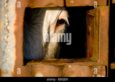 Vache laitière peeping dans le trou de la gate Banque D'Images