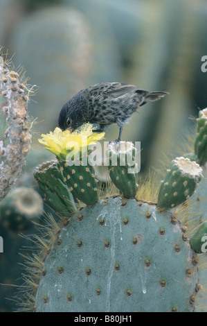 Grand Cactus (Geospiza conirostris Finch) Tower Island, îles Galapagos Équateur,Tour,course de l'île, se nourrissant de fleur de cactus Banque D'Images