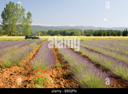 Cours de conduite d'un champ de lavande Banque D'Images