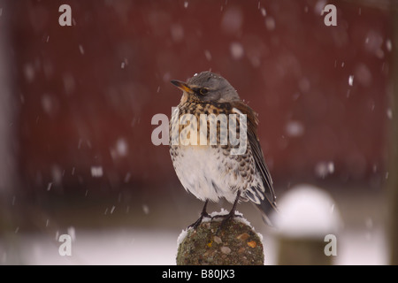 F turdus fieldfare perché sur poster dans la neige Banque D'Images