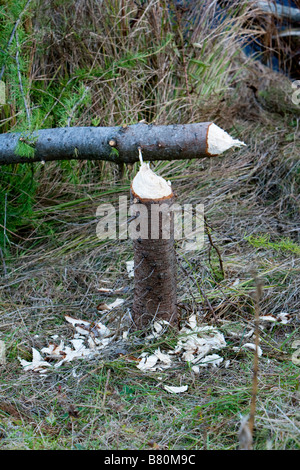 Un arbre abattu par un castor en milieu rural Vermont 7 Octobre 2008 Banque D'Images