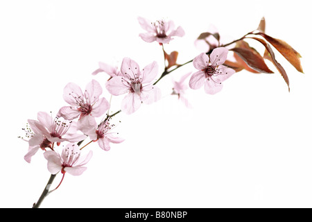 Brindille de pink Banque D'Images