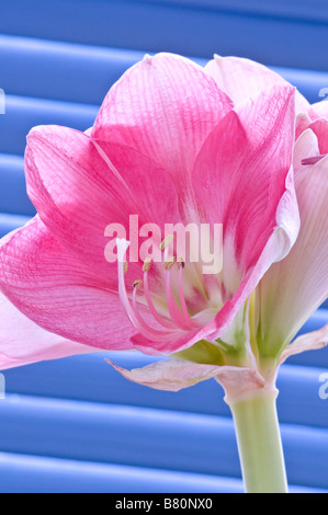 Amaryllis Hippeastrum SUSAN Banque D'Images