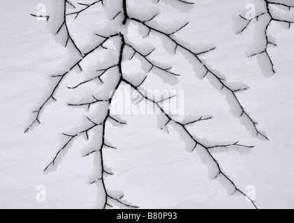 Des branches d'arbre dans la neige Bow Brickhill Angleterre Banque D'Images