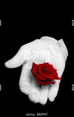 Une rose rouge soit tenue dans un gant blanc isolé sur fond noir Banque D'Images
