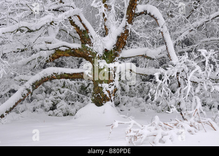 Bow Brickhill neige arbre en Angleterre Banque D'Images