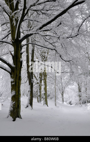 Bow Brickhill Angleterre Snowy Woods Banque D'Images