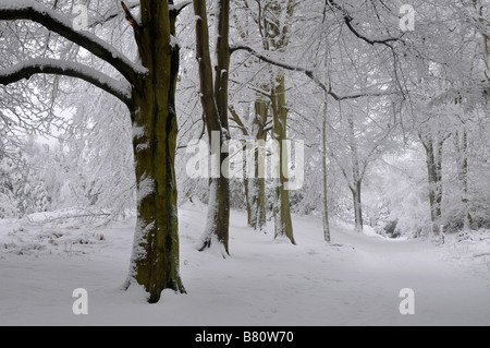 Bow Brickhill Angleterre Snowy Woods Banque D'Images