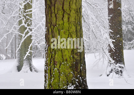 Green pine tree trunk dans snow Bow Brickhill Angleterre Banque D'Images