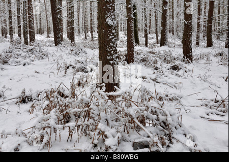 Bow Brickhill Angleterre hiver woods Banque D'Images