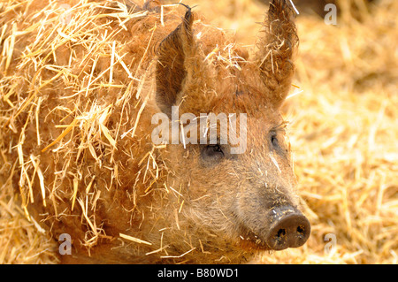 Porc laineux Banque D'Images