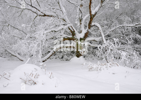 Bow Brickhill neige arbre en Angleterre Banque D'Images