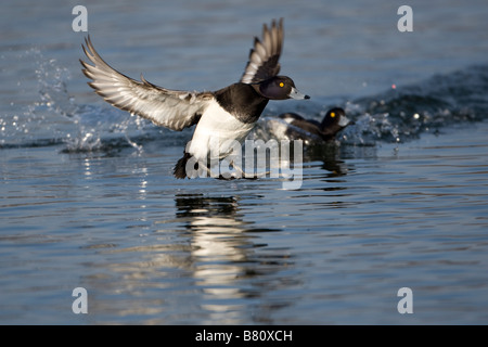 Fuligule morillon Aythya fuligula Banque D'Images