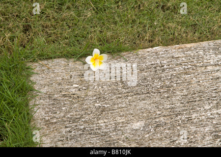 Fleur de frangipanier tombée sur un trottoir de béton Banque D'Images