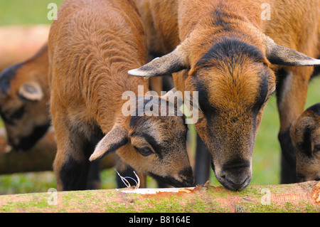 moutons du Cameroun Banque D'Images