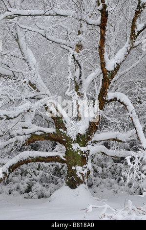 Bow Brickhill neige arbre en Angleterre Banque D'Images