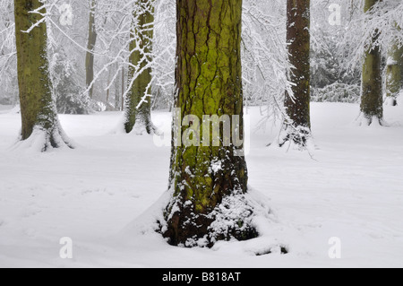 Green pine tree trunk dans snow Bow Brickhill Angleterre Banque D'Images