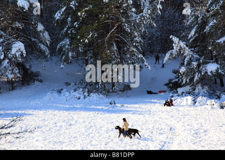 Les chiens en marche en hiver à Esher Surrey Angleterre commun Banque D'Images