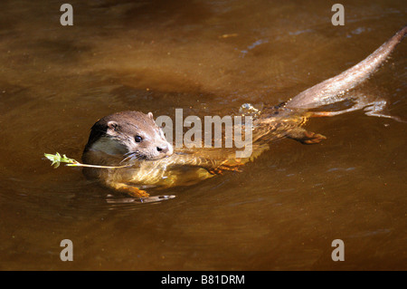 Une loutre commune Banque D'Images