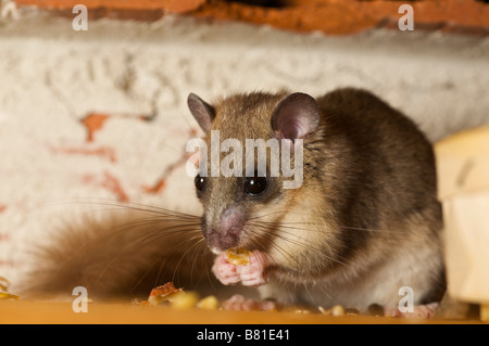 Matières grasses comestibles ou dormeuse Myoxus glis dans une maison Brive la Guaillarde France Banque D'Images