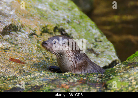 Loutre commune Banque D'Images