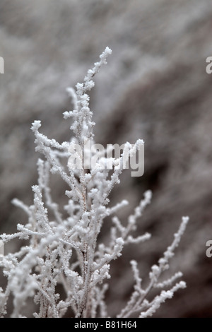 Cristaux de givre sur une plante cotswolds Banque D'Images