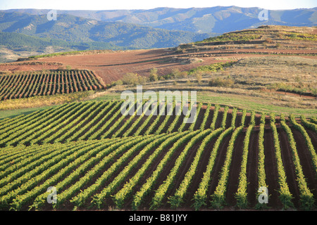 La vigne dans la région viticole de Rioja Banque D'Images