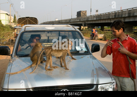 L'alimentation de l'homme singe à Bangkok en Thaïlande Banque D'Images