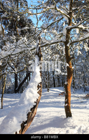 Les arbres couverts de neige à Esher Surrey England Banque D'Images