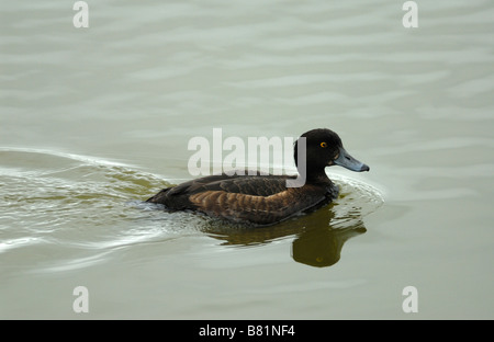 Une femelle Fuligule morillon (Aythya fuligula) Banque D'Images